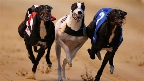 greyhound betting online|Ranking Greyhound Betting Sites .